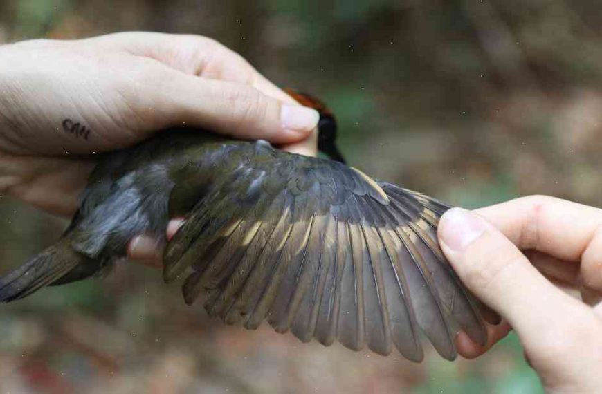 Scientists use bird studies to predict climate change